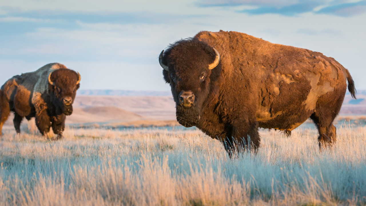 Bison : Force, Solitude, Abondance