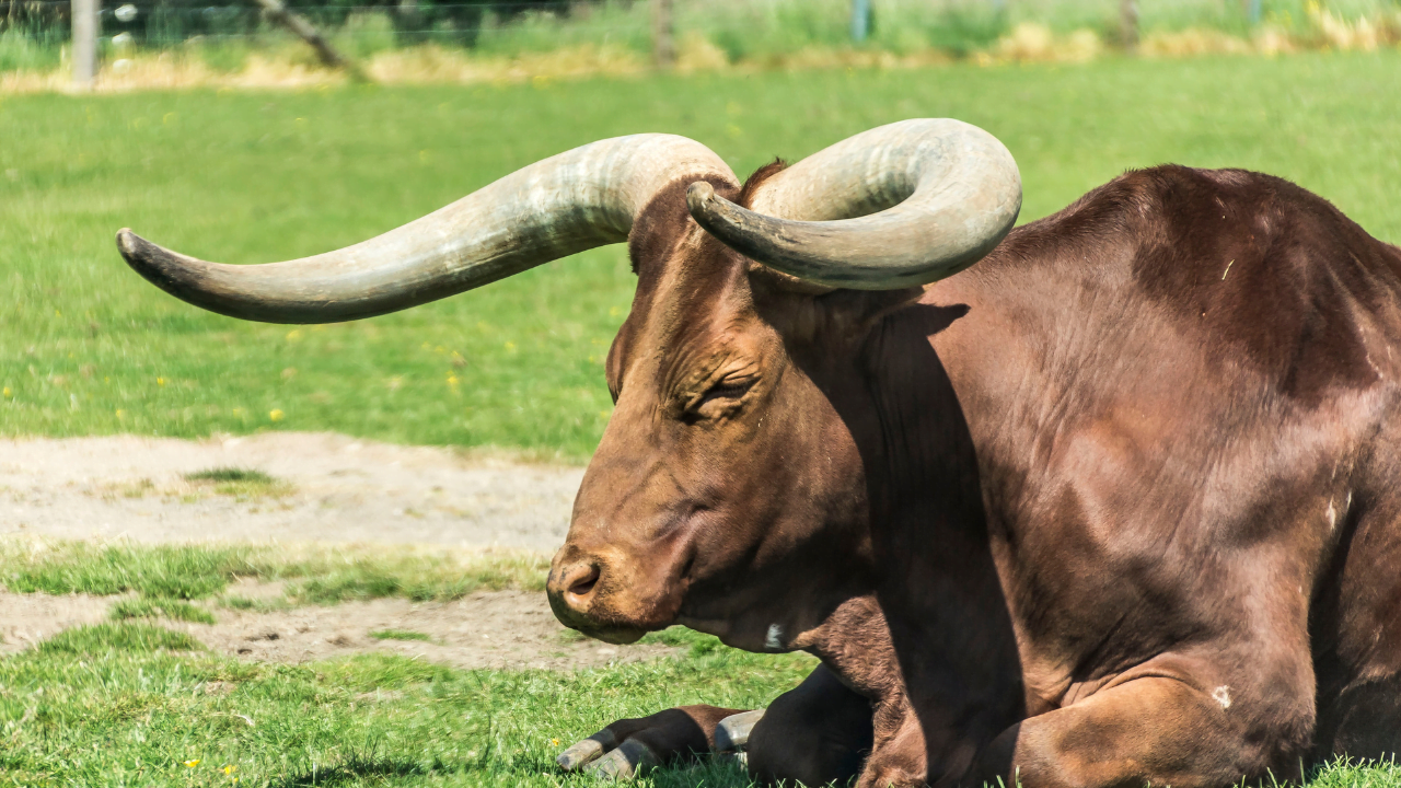 Boeuf : Force, travail, Abondance