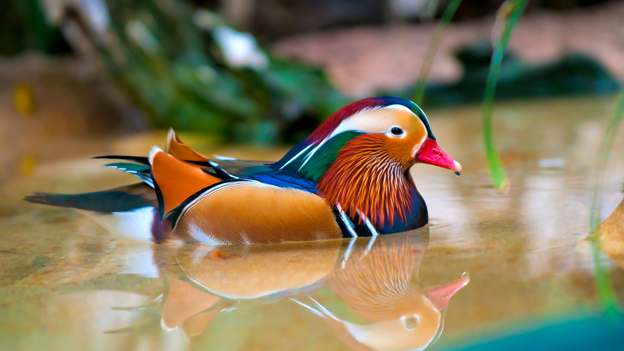 Canard Mandarin : Exotisme, beauté, Harmonie