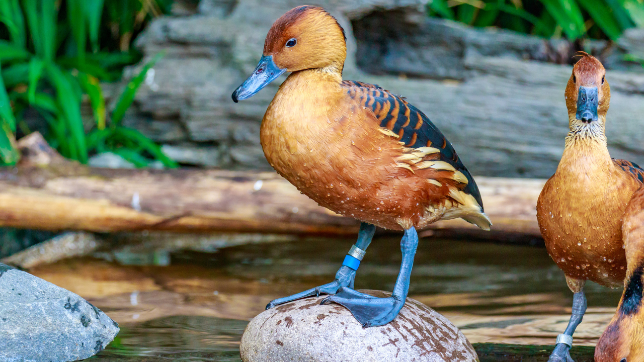 Canard Siffleur : Fluidité, Equilibre, Grace